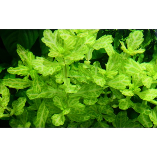 Shinnersia rivularis 'Weiss-Grün'
