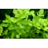 Shinnersia rivularis 'Weiss-Grün'