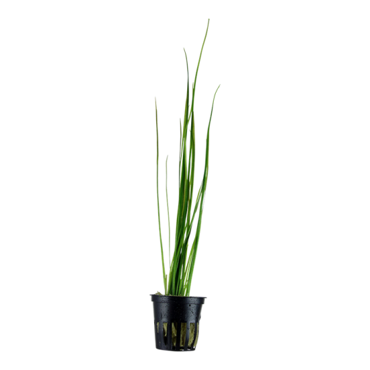 Vallisneria nana