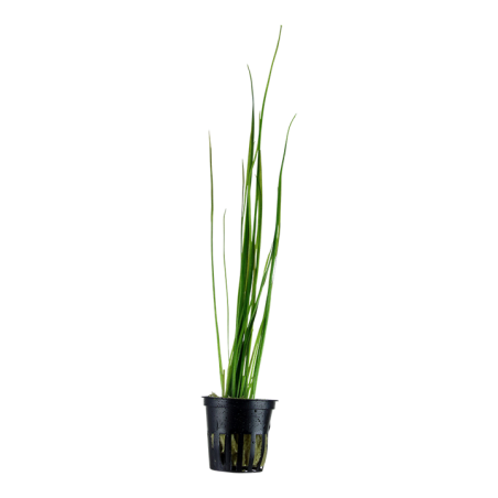 Vallisneria nana