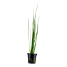 Vallisneria nana