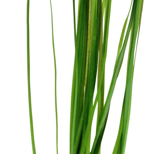 Vallisneria nana