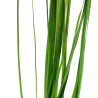 Vallisneria nana