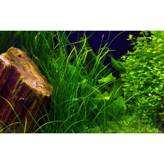 Vallisneria nana