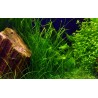 Vallisneria nana