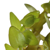 Bacopa caroliniana