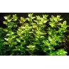 Bacopa caroliniana