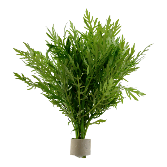 Hygrophila difformis