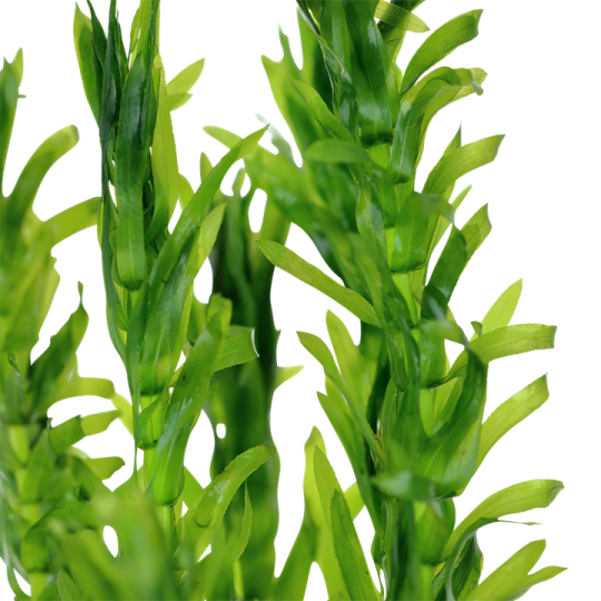 Egeria densa