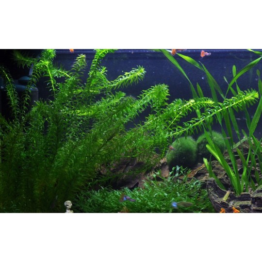 Egeria densa
