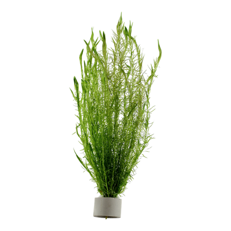 Mayaca fluviatilis