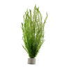 Mayaca fluviatilis