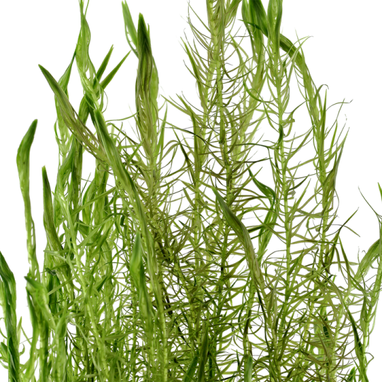 Mayaca fluviatilis