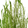 Mayaca fluviatilis