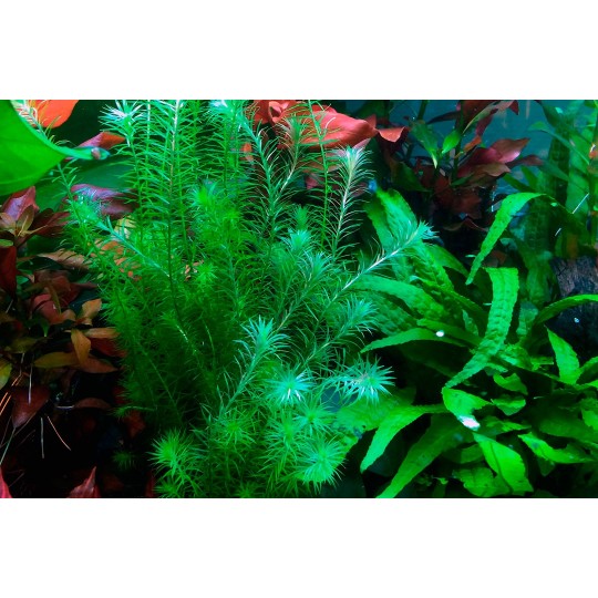 Mayaca fluviatilis