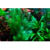 Mayaca fluviatilis