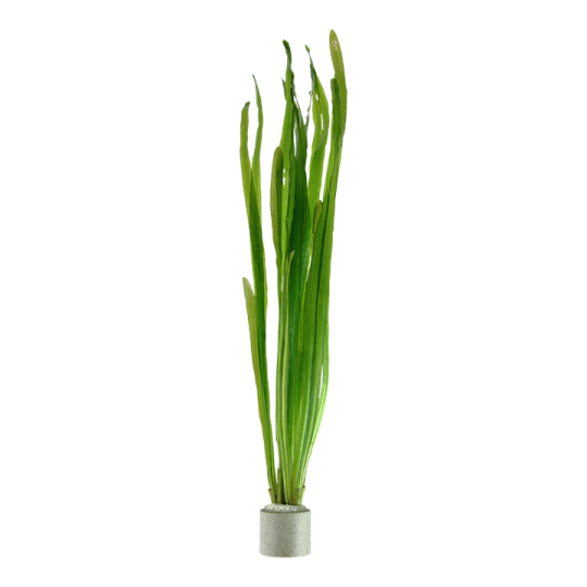 Vallisneria americana 'Natans'