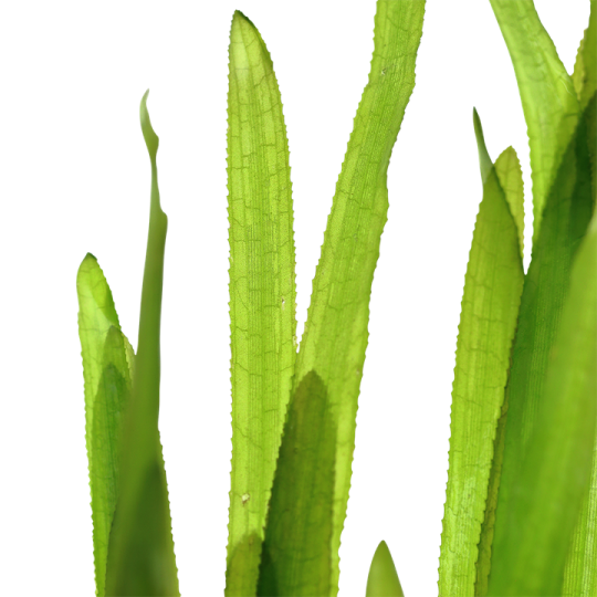 Vallisneria americana 'Natans'
