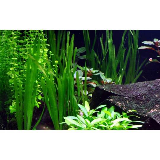 Vallisneria americana 'Natans'