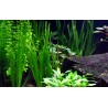 Vallisneria americana 'Natans'