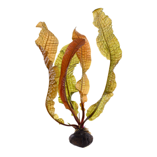 Aponogeton boivinianus — dzīvs akvārija augs