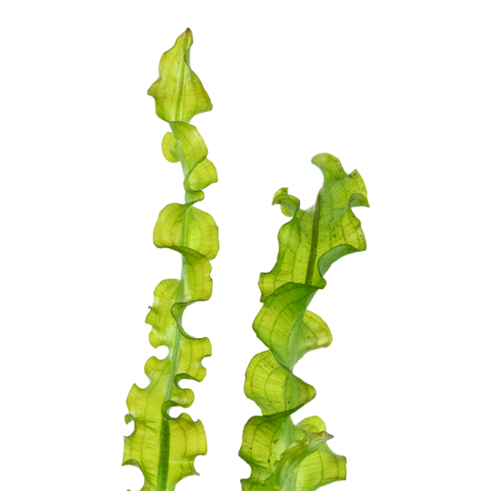 Aponogeton longiplumulosus