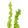 Aponogeton longiplumulosus