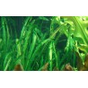 Aponogeton longiplumulosus
