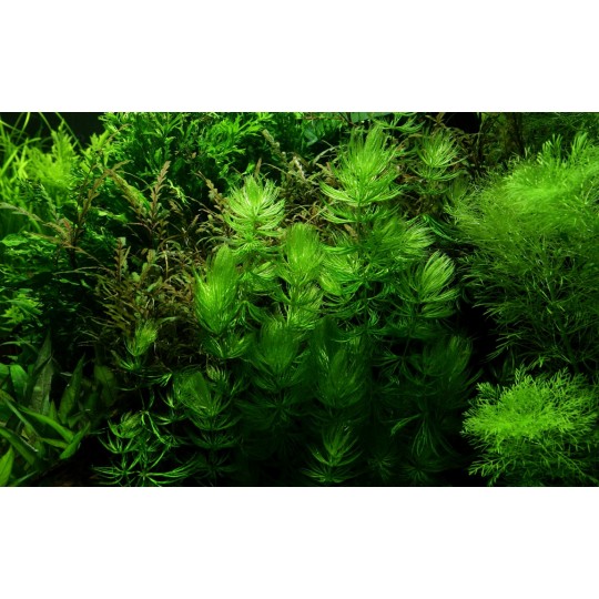 Ceratophyllum demersum 'Foxtail'