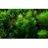 Ceratophyllum demersum 'Foxtail'