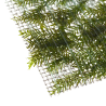 Fissidens fontanus
