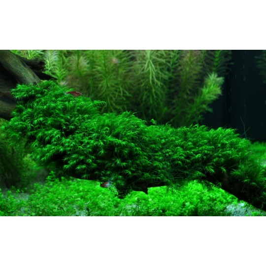 Fissidens fontanus