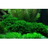 Fissidens fontanus
