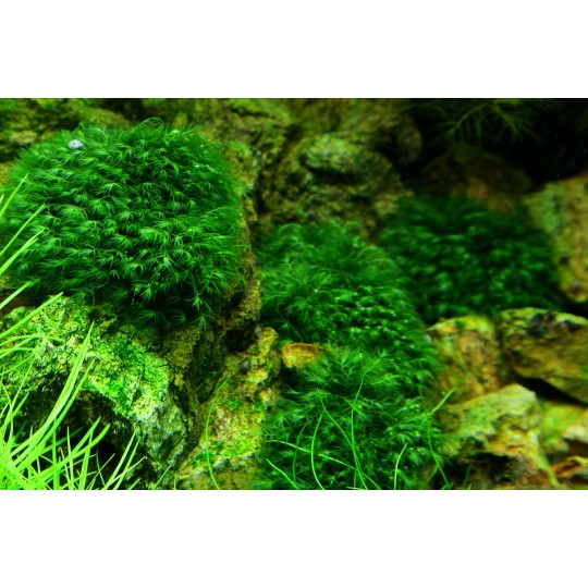 Fissidens fontanus