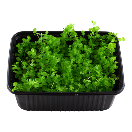 Micranthemum umbrosum
