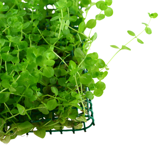 Micranthemum umbrosum