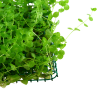 Micranthemum umbrosum