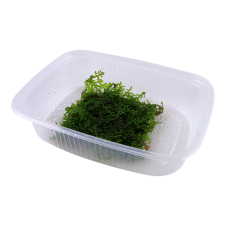 Riccardia chamedryfolia