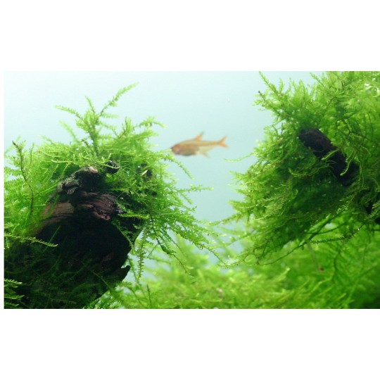 Taxiphyllum barbieri