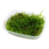 Taxiphyllum barbieri