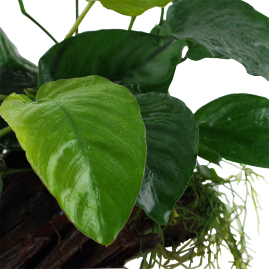 Anubias barteri sp.