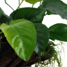Anubias barteri sp.