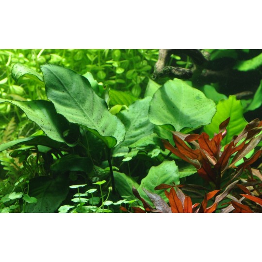Anubias barteri sp.