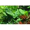 Anubias barteri sp.