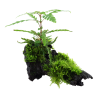 Hygrophila pinnatifida and moss