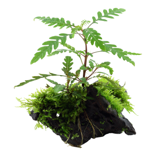 Hygrophila pinnatifida and moss