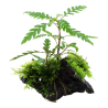 Hygrophila pinnatifida and moss