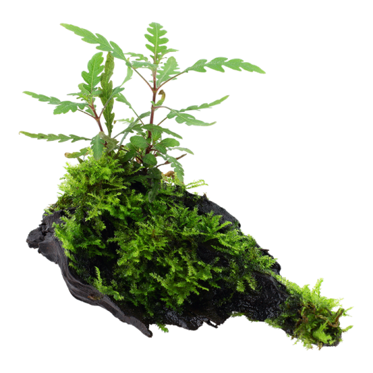 Hygrophila pinnatifida and moss