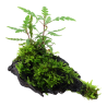 Hygrophila pinnatifida and moss