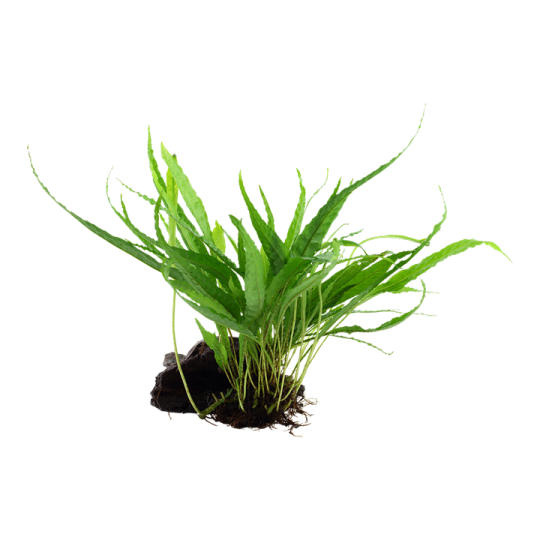 Microsorum pteropus